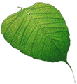 Bodhi Leaf